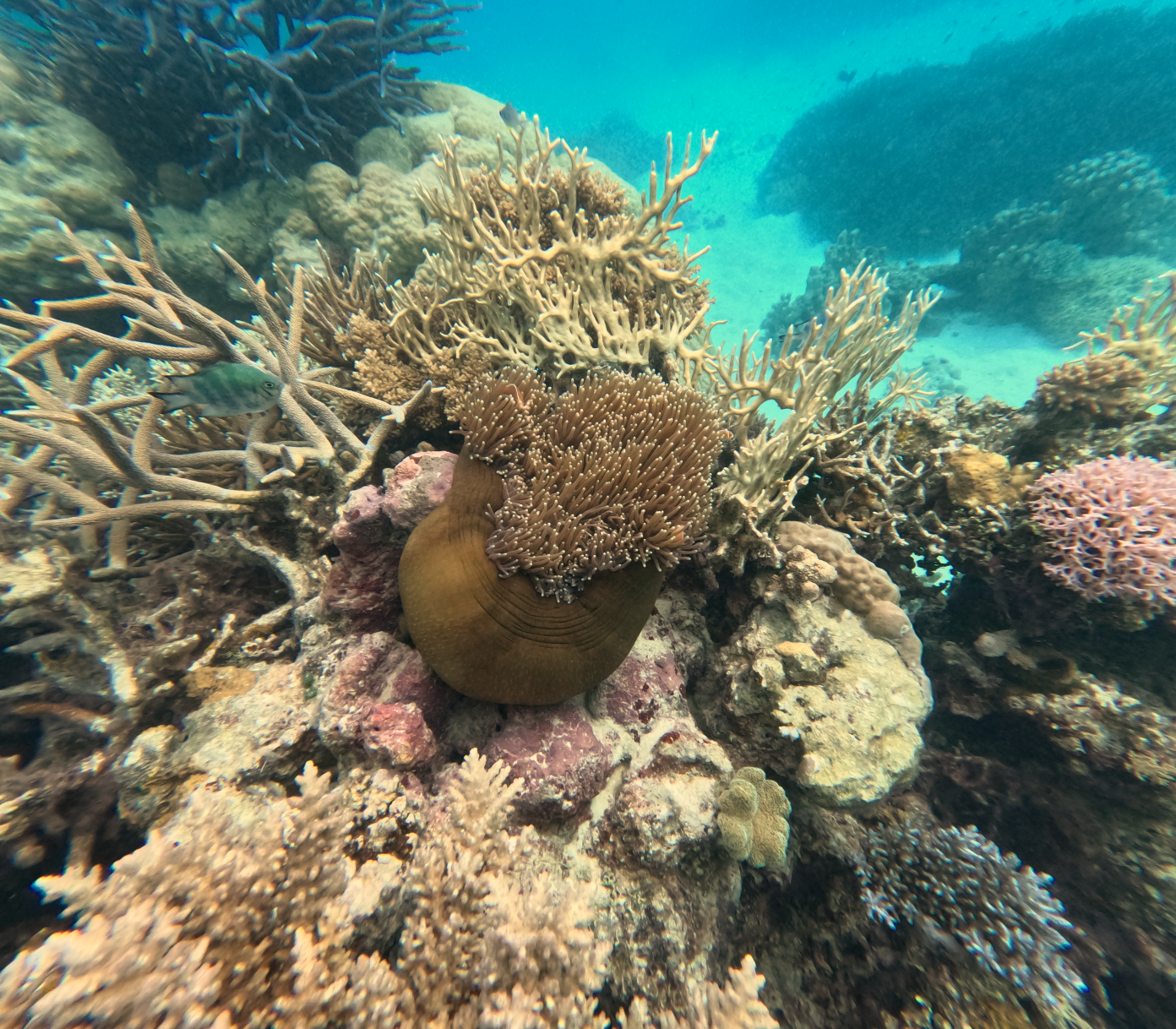 Color corrected image